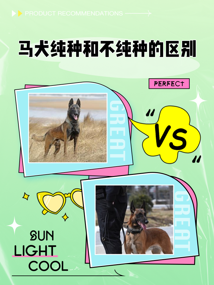 深圳验证报告犬马_深圳检测报告网上查询