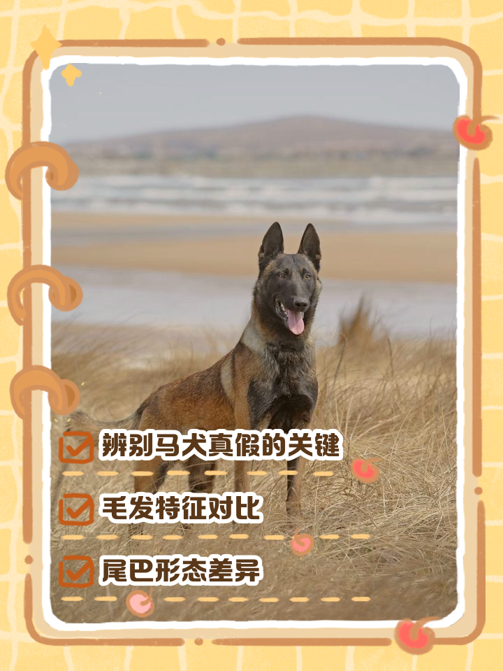 深圳验证报告犬马_深圳检测报告网上查询