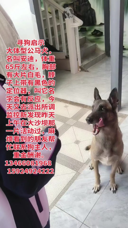深圳犬马论坛最新_深圳犬马之家最新论坛