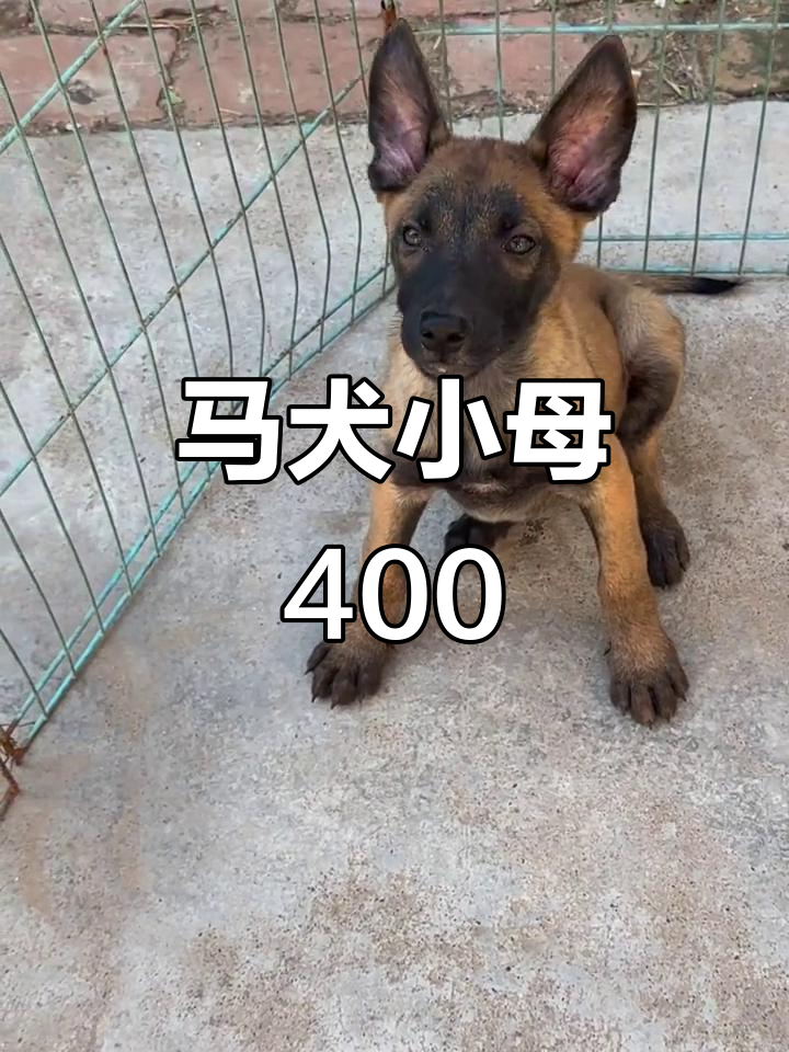 深圳js私约论坛_犬马之家8的简单介绍