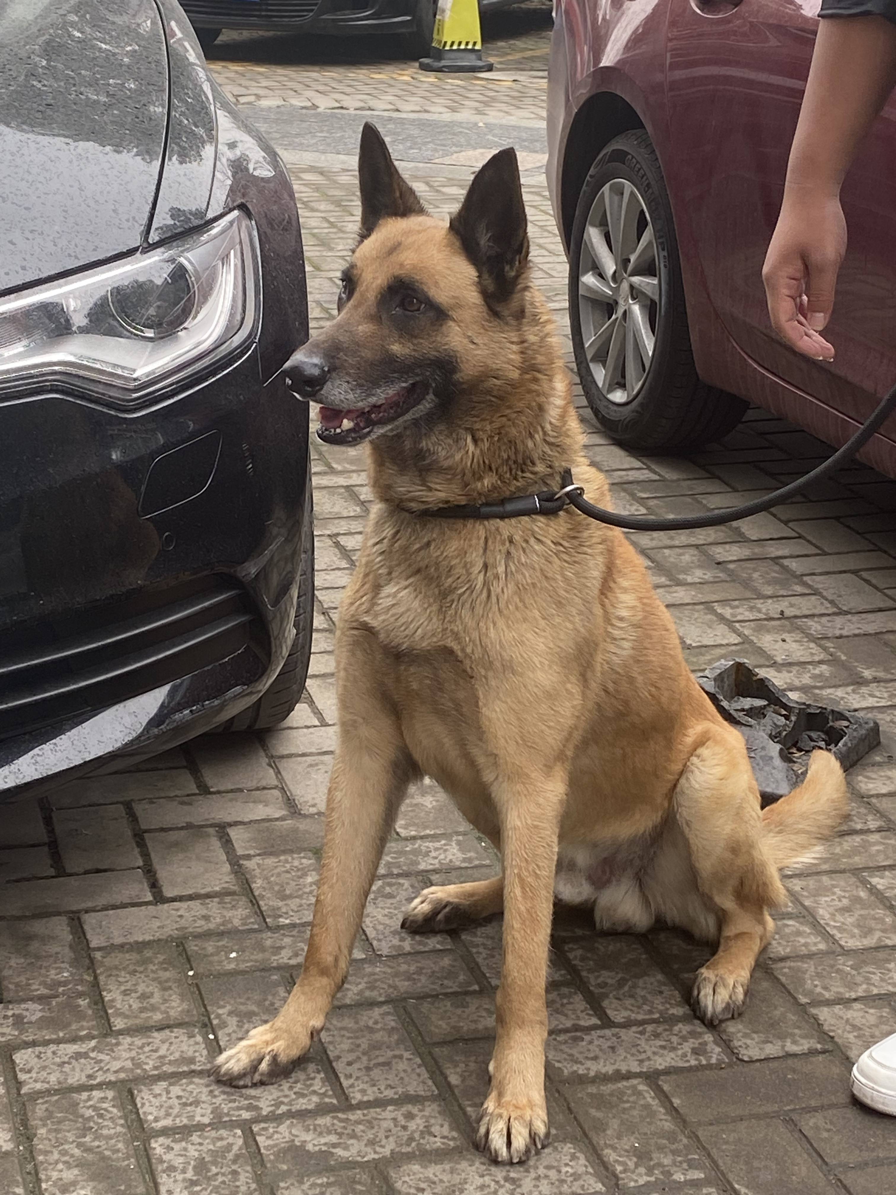 2021深圳98场_犬马深圳的简单介绍