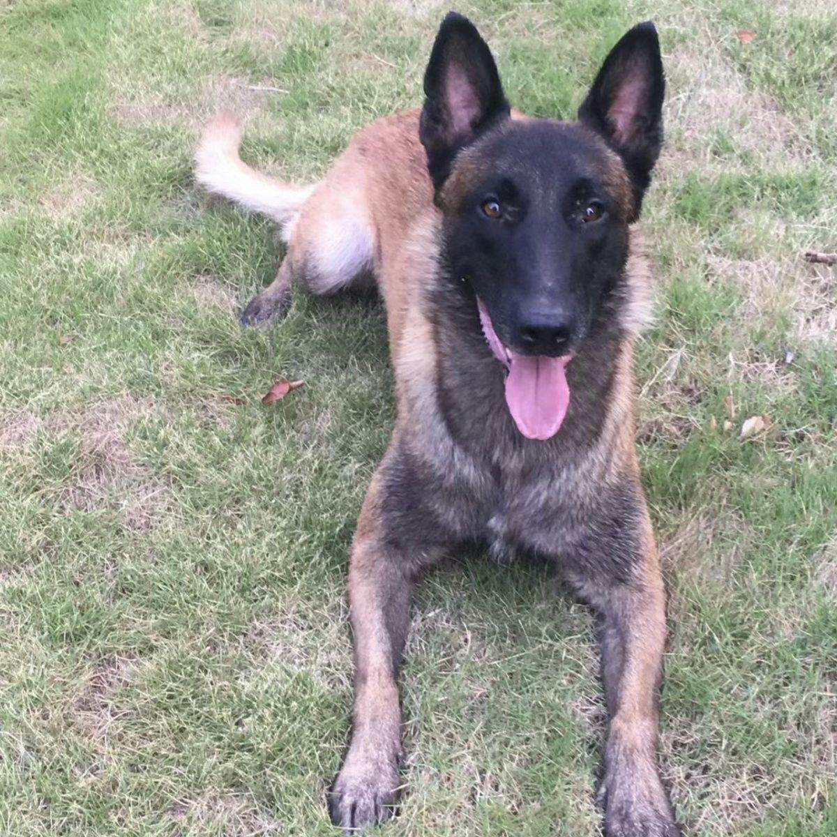 犬马之家_犬马之家论坛首页入口